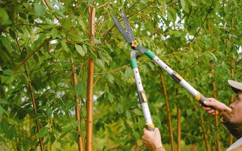 Tree trimming in Perryville, AK
